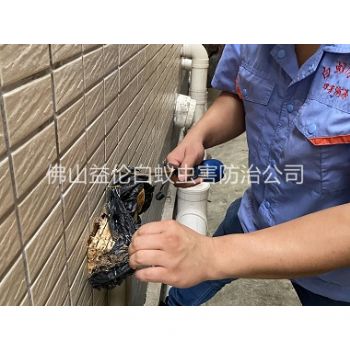 龙江建筑灭治白蚁工程